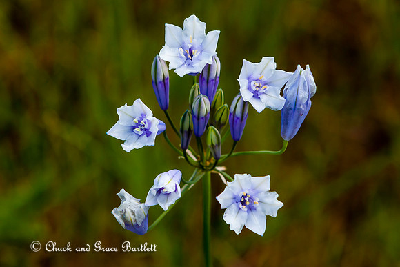 PFLLI-BC 13-07831