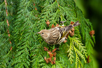Perching Birds