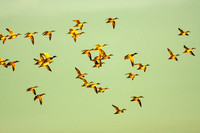 Pintail