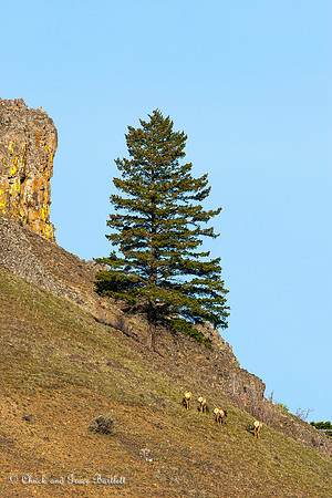 AHYEG 06-A0542