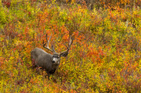 Bucks