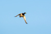 Mallard