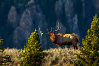 Rocky Mountain Elk