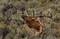 Elk