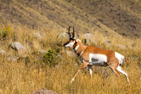 Pronghorn