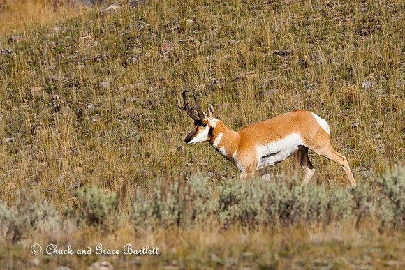 AHANM 14-12612