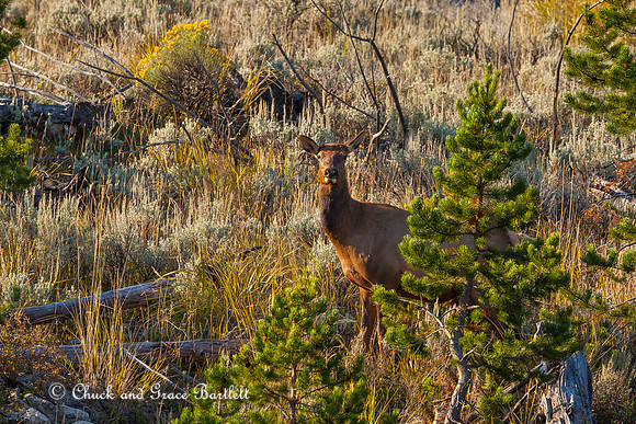 AHYEF 14-05400