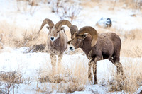 Mt. Sheep