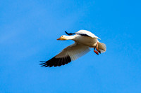 Snow Geese