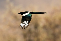 Crows Jays Magpies Nutcrackers Ravens Shrikes
