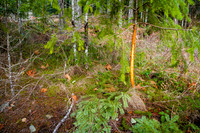 Misc. Blacktail