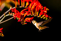 Hummingbirds
