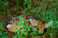 Fawns
