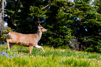 Bucks