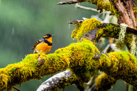 Robins Thrush Towhee