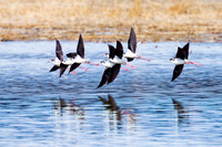Shore Birds