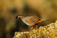 Pheasant / Quail