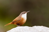 Nuthatch Wrens