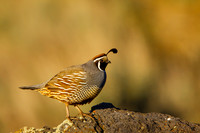Upland Birds