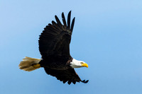 Eagles