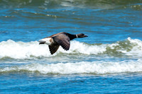 Brant