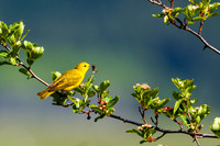 Grosbeaks Orioles Tanagers Warblers Waxwings