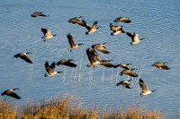 Canada Geese