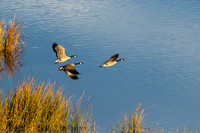 Geese