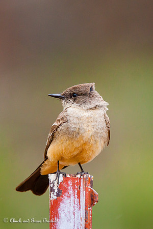 BPPH-SA 13-01364