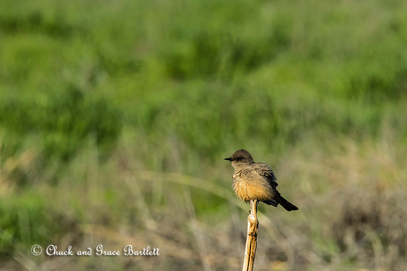 BPPH-SA 16-03277