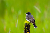 Flycatcher Kingbirds Phoebe Swallows