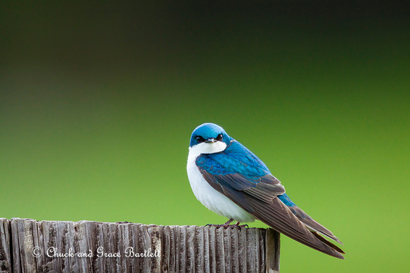 BPSW-TR 13-05052