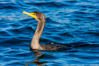 Water Birds