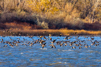Mixed Waterfowl