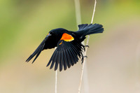 Blackbirds Cowbirds Starlings