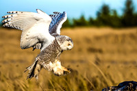 Owls