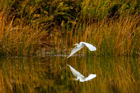 Bittern Herons Egrets Ibis