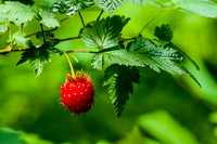 Berries