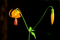 Wild Flowers