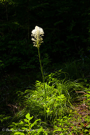 PFLBG 13-08529