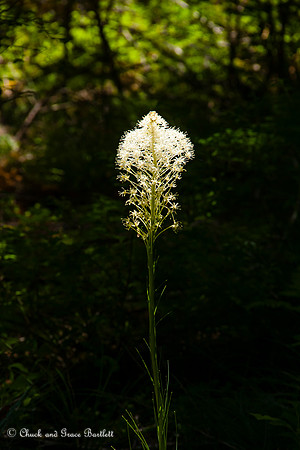 PFLBG 13-08533