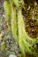 Lichen