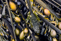 Unusual Plants