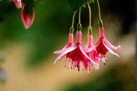Domestic Flowers