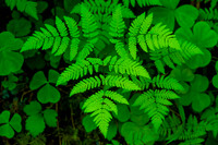Fern