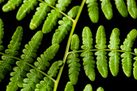 Misc. Plants