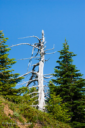 PGNSN 09-01792