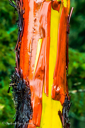 PTLMA-PA B4268