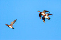 Wood Duck