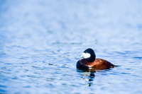 Ruddy Duck